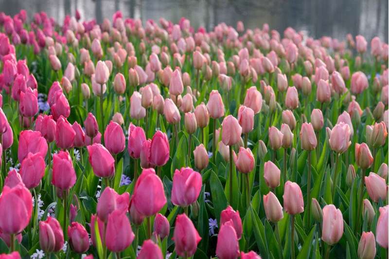 'Van Eijk' Tulipanblanding